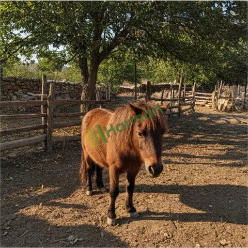Bursa Harmancık'ta pony midilli satıyorum