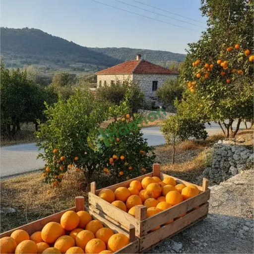 Adıyaman Kahta'da portakal uygun fiyata satılık