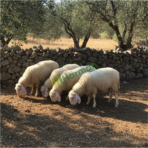 Manisa Demirci'de salam satıyorum