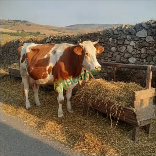 Ardahan Göle'de Simmental inek satılık