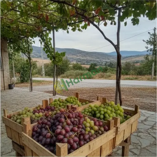 Kastamonu Hanönü'de Sofralık Üzüm satılıklar