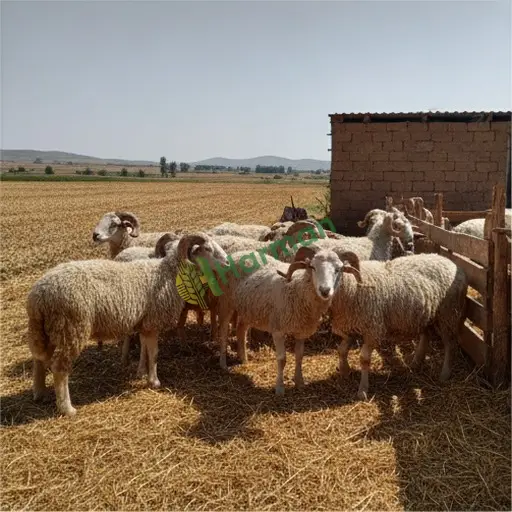 Antalya Aksu'da damızlık koyun satıyorum