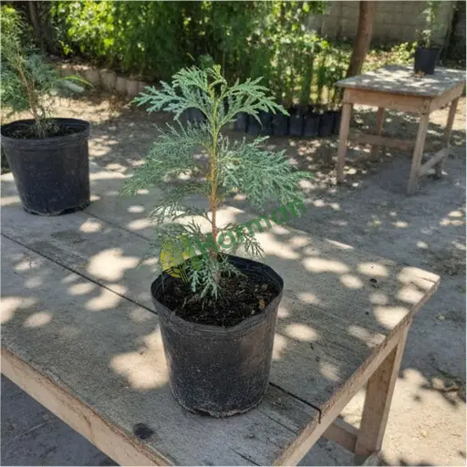 Burdur Yeşilova'da sedir fidanı satılık