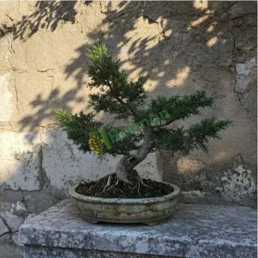 Servi bonsai satılık, Bilecik Pazaryeri