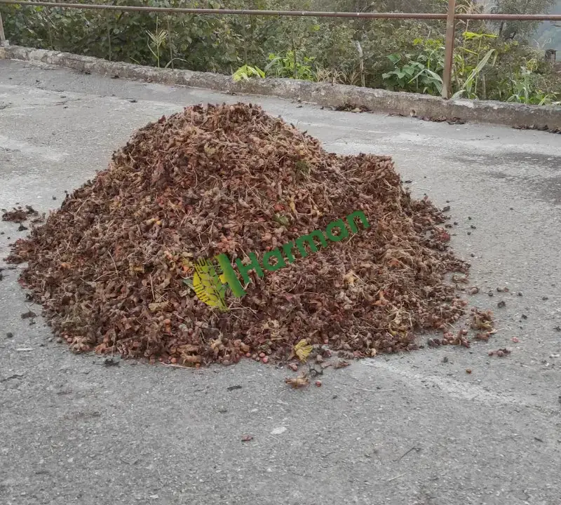 2026 sezonu Giresun 1.kalite Coğrafi işaretli FINDIK