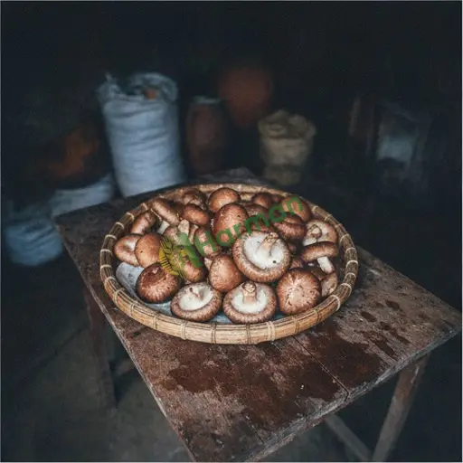 Shiitake Mantarı Satılık / Bursa Büyükorhan