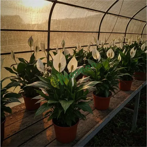 Bayburt'ta satılık Spathiphyllum fidesi
