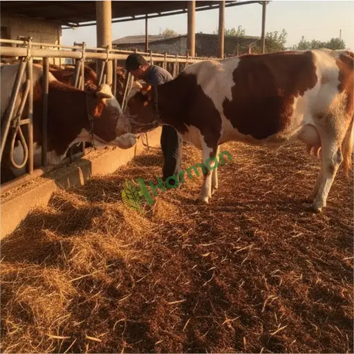 Gümüşhane Köse'de suni tohumlama hizmeti verilir