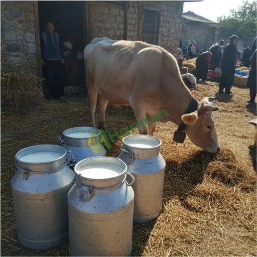 Çankırı Orta'da çiğ inek sütü satıyorum