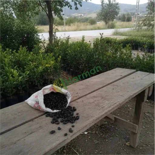 Bursa Orhangazi'de taflan tohumu satılık