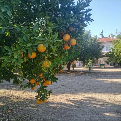 Tekirdağ Muratlı'da satılık turunç
