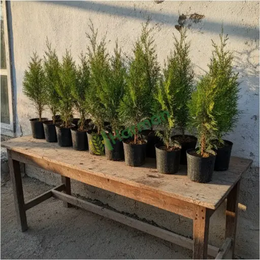 Nevşehir Derinkuyu'dan Satılık Tuya Fidanı