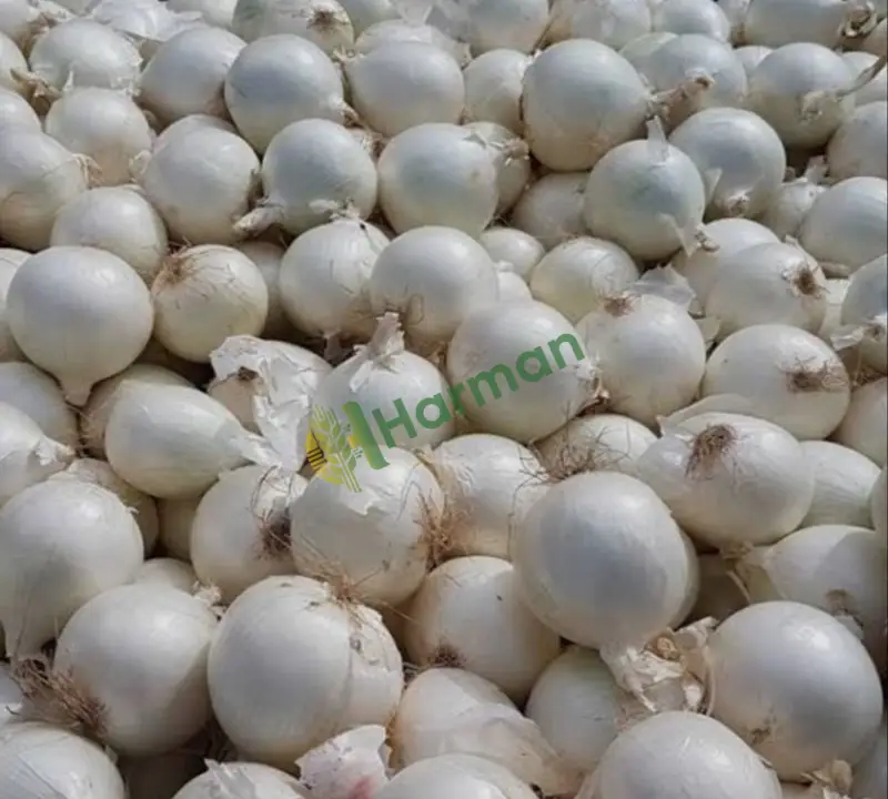 2026 üretimi garantili soğan tohumu