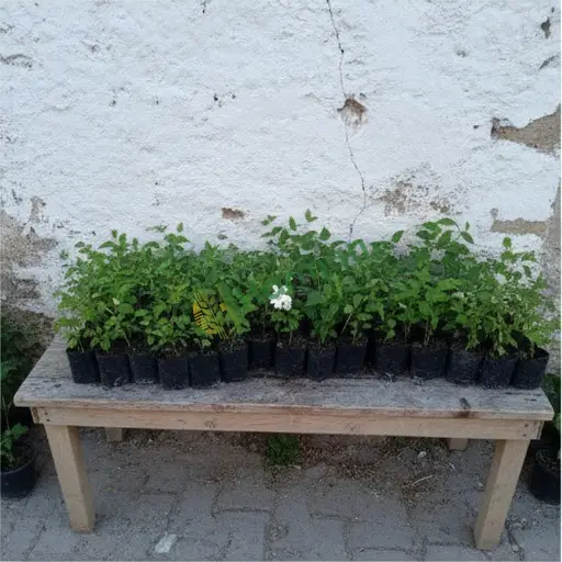 Isparta Gelendost · Satılık Yasemin Fidesi