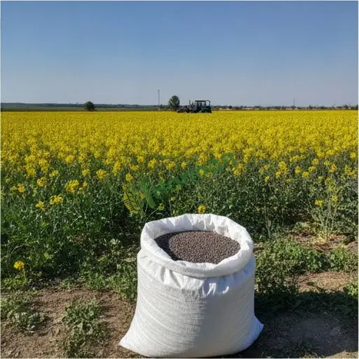 Kars Arpaçay'dan kanola satılır