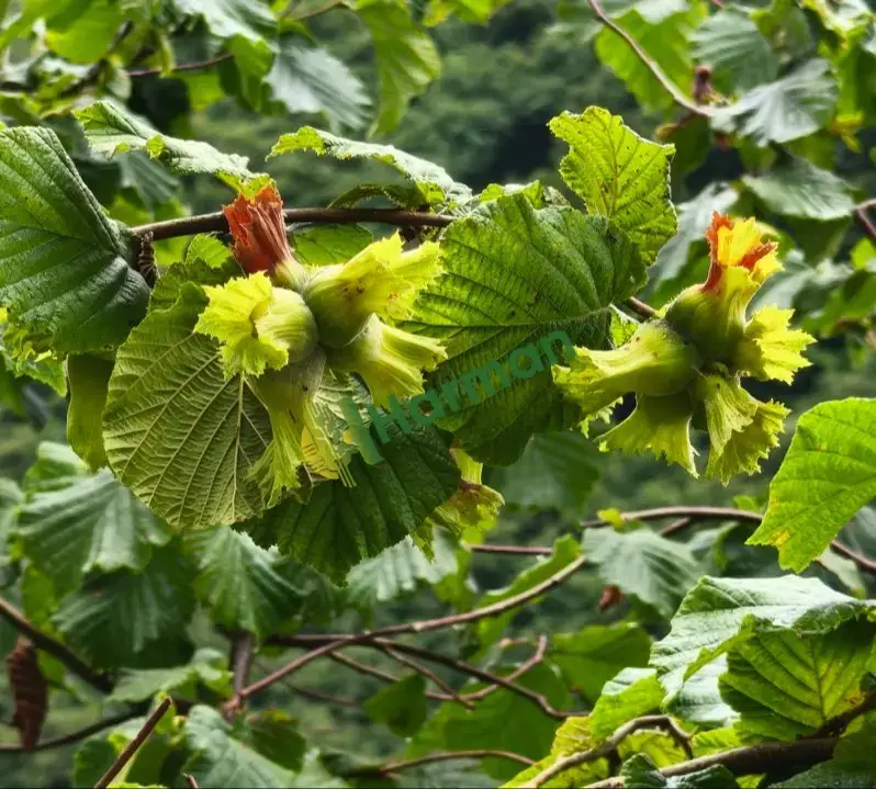 2026 Yeni Hasat Giresun Yağlı Kabuklu Fındık (53 Randıman) | Üreticiden