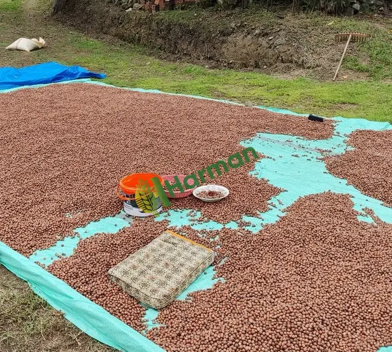 2026 Yeni Hasat Giresun Yağlı Kabuklu Fındık (53 Randıman) | Üreticiden