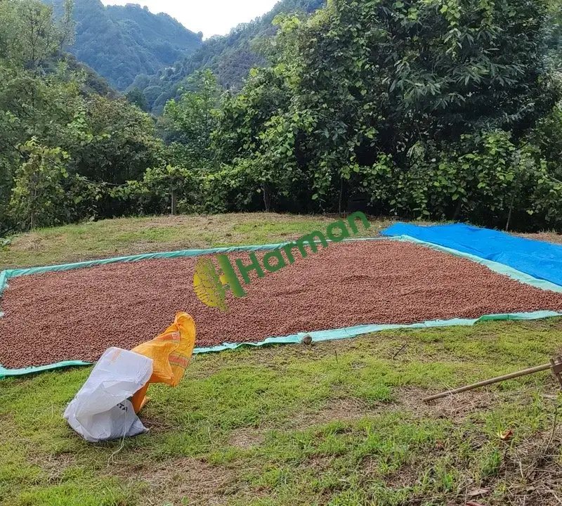 2026 Yeni Hasat Giresun Yağlı Kabuklu Fındık (53 Randıman) | Üreticiden