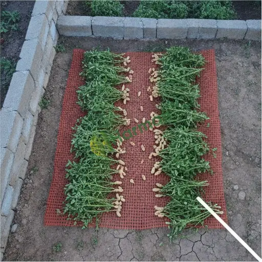 Adana Çukurova yer fıstığı satılık