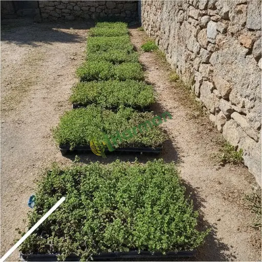 Yer Elması hal fiyatı