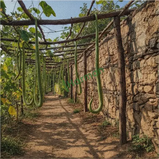 Erzincan Kemah'de Satılık Yılan Kabağı