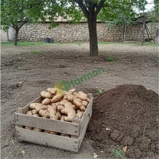 Eskişehir Çifteler'de zencefil tohumu satılık
