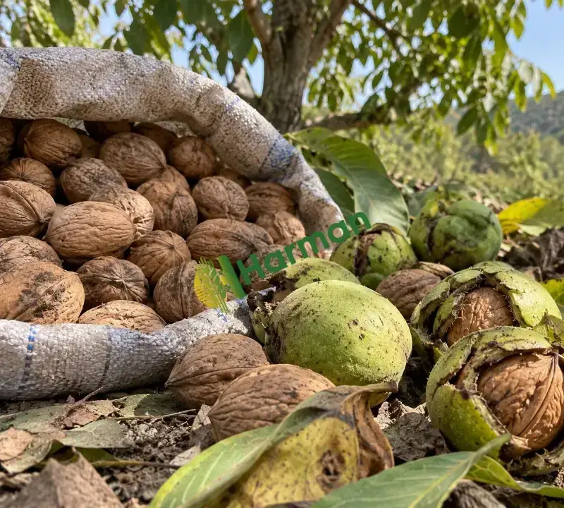220 TON YAŞ VE KURU CEVİZ ALIMI YAPILACAKTIR