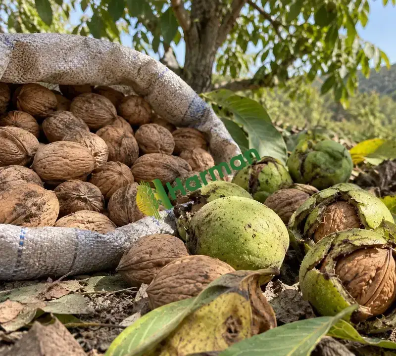 220 TON YAŞ VE KURU CEVİZ ALIMI YAPILACAKTIR