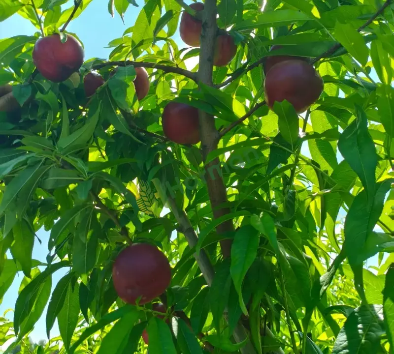 2250 ağaç boreal Nektarin AA kalite