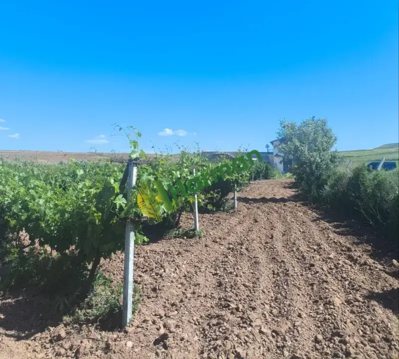 25 Ton Sofralık Beyaz Üzüm
