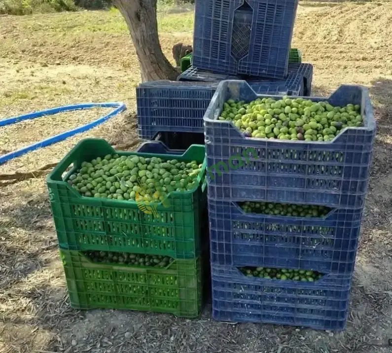 25 Ton Yağlık Zeytin Alımı yapılacaktır