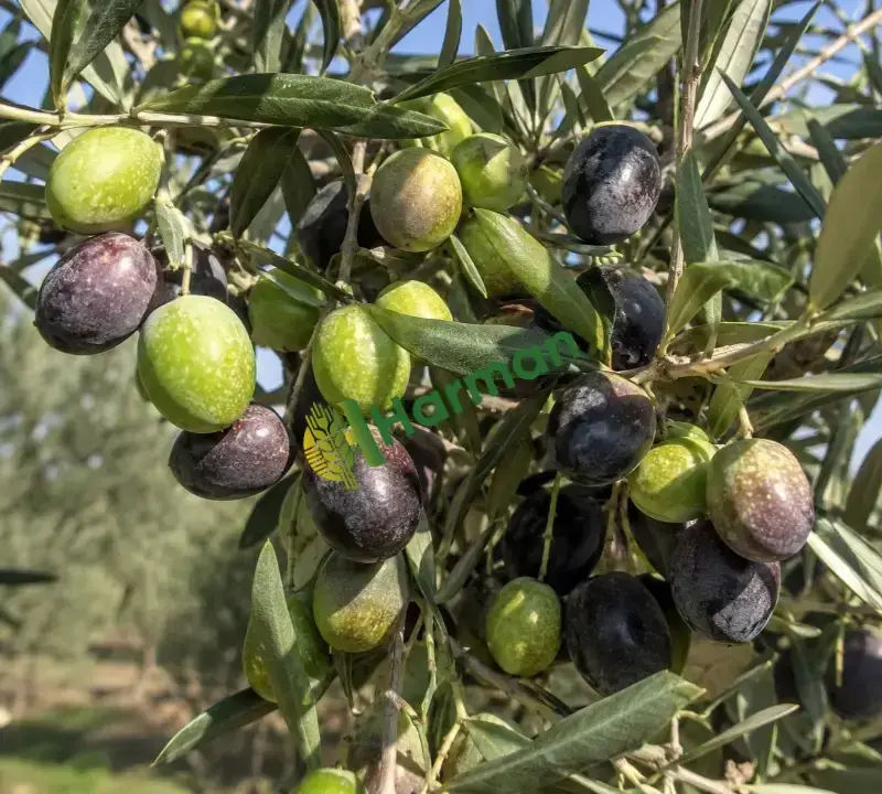 250 TON YAĞLIK GEMLİK ZEYTİN