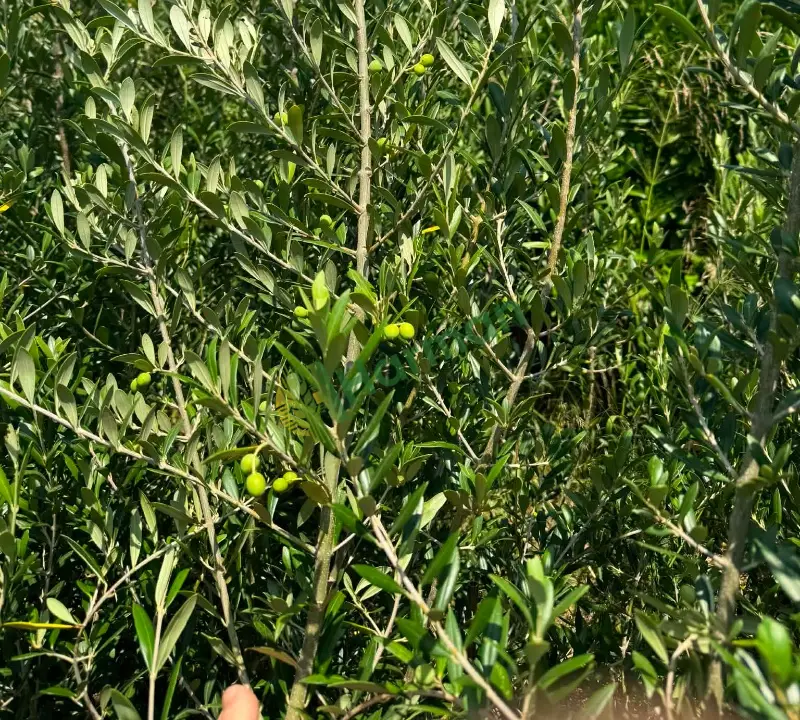 3 yaş üzeri meyveli Arbequina zeytin fidanı