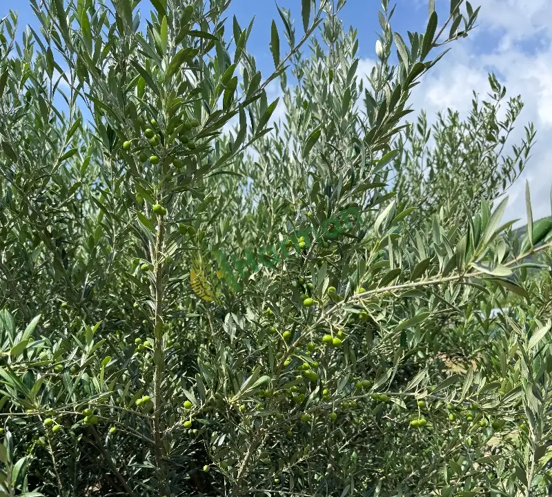 3 yaş üzeri meyveli Arbequina zeytin fidanı