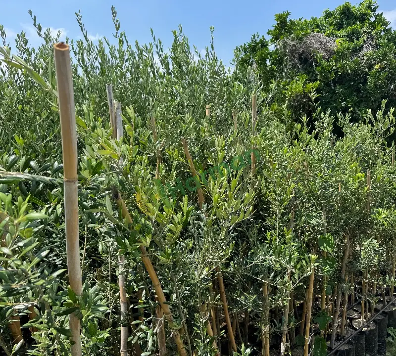 3 yaş üzeri meyveli Arbequina zeytin fidanı