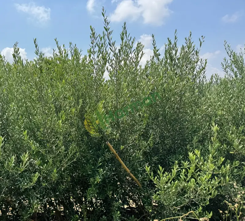 3 yaş üzeri meyveli Arbequina zeytin fidanı