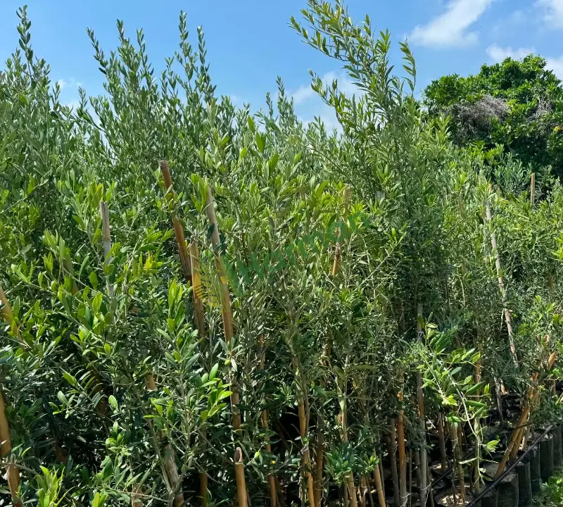 3 yaş üzeri meyveli Arbequina zeytin fidanı