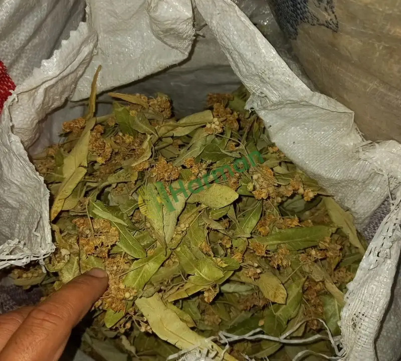 35 KG Toplu satılık Yeni sezon Çiçekli Ihlamur-Doğal ve temiz