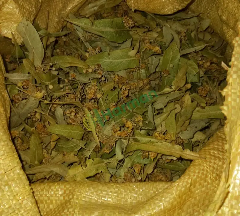 35 KG Toplu satılık Yeni sezon Çiçekli Ihlamur-Doğal ve temiz