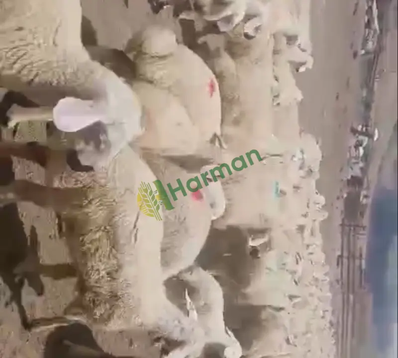350 Adet Yaylım Kuzusu - 2