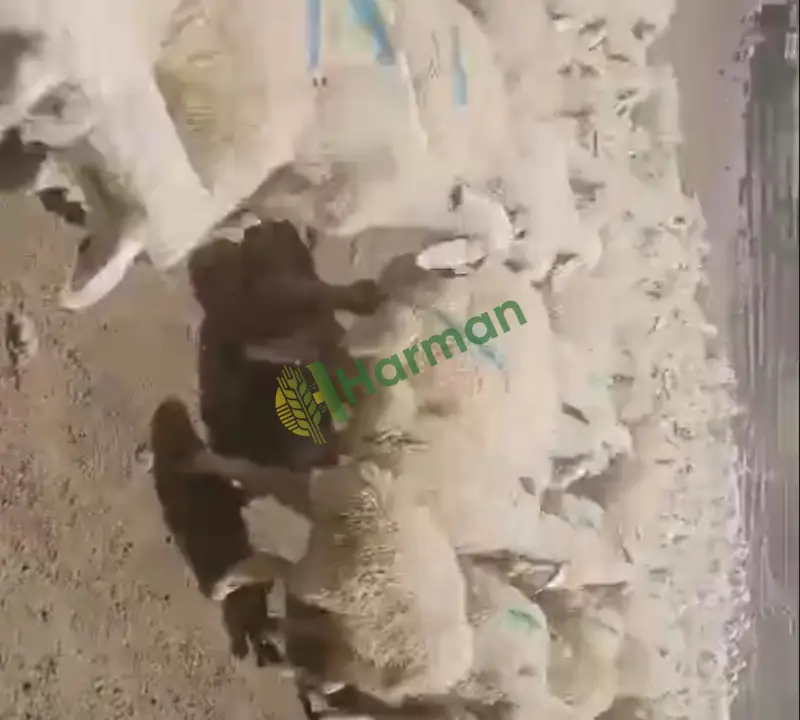 350 Adet Yaylım Kuzusu - 3