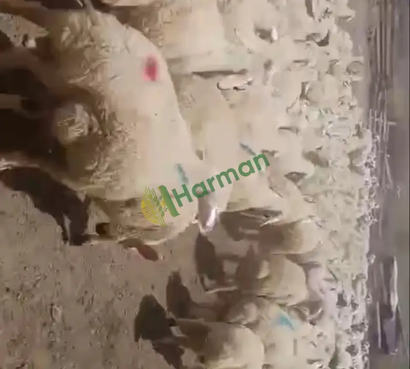 350 Adet Yaylım Kuzusu - 4