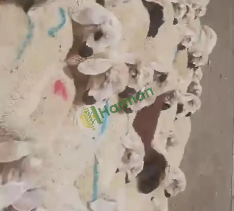 350 Adet Yaylım Kuzusu - 5