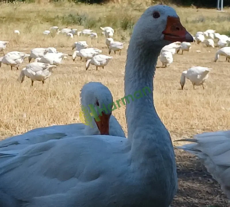 380 ADET MAST KAZI