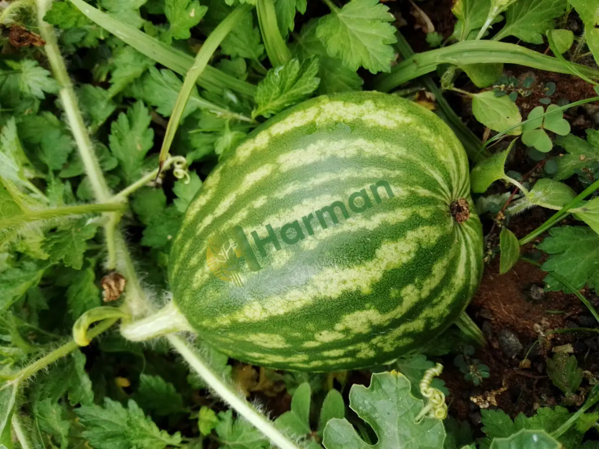 4-6 kg arası küçük karpuz alınır - Iğdır Aralık