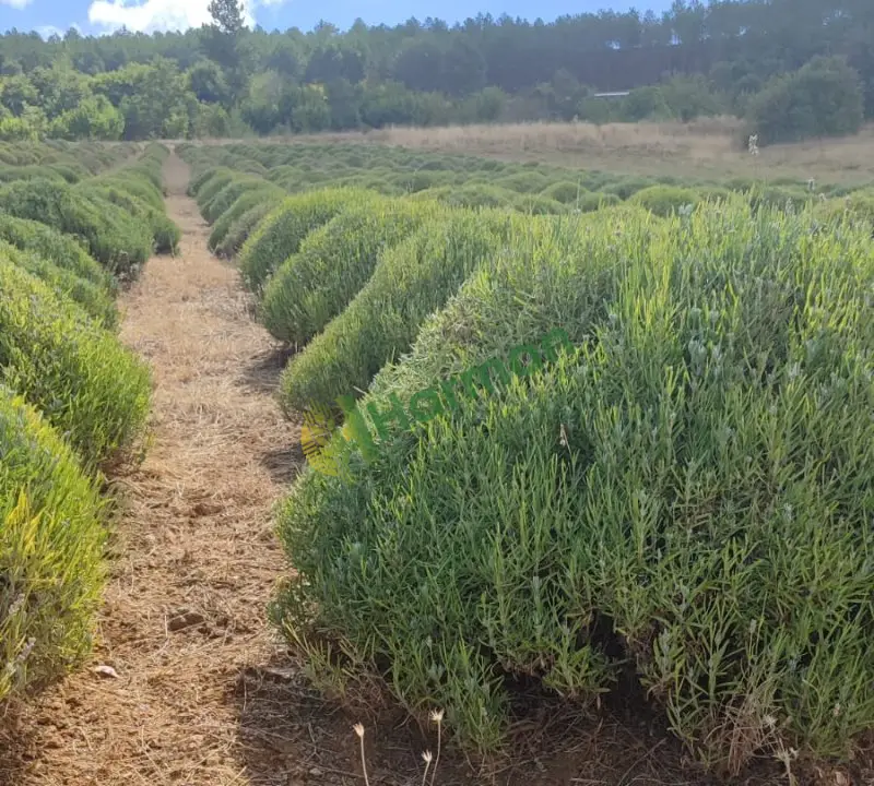 4 yaşında Hemus lavanta ( lavandula angustifolia) 5000 Kök satılıktır.