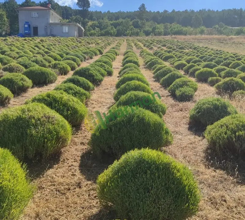 4 yaşında Hemus lavanta ( lavandula angustifolia) 5000 Kök satılıktır.