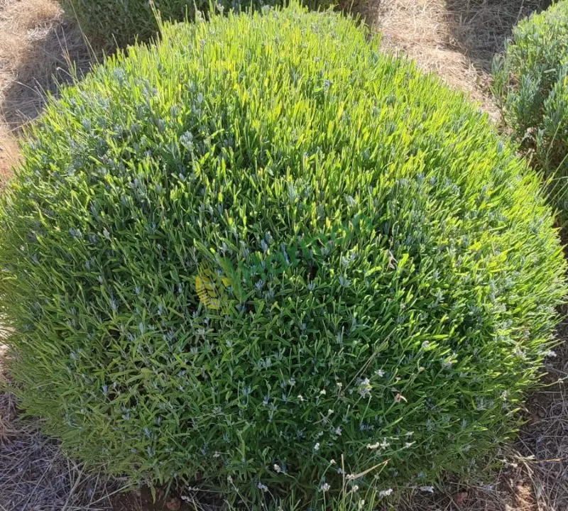 4 yaşında Hemus lavanta ( lavandula angustifolia) 5000 Kök satılıktır.