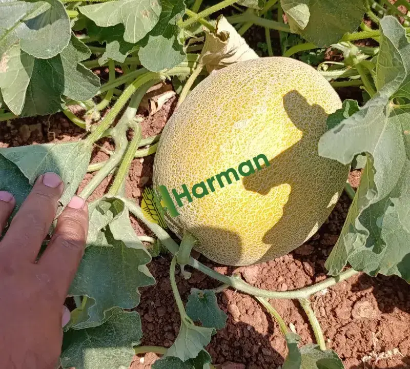 5 dönüm kavun
