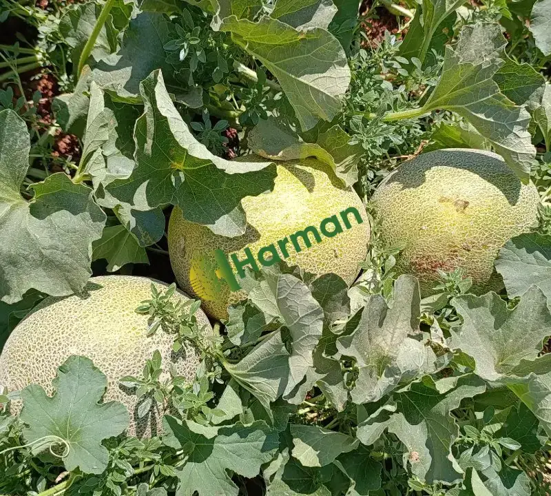 5 dönüm kavun